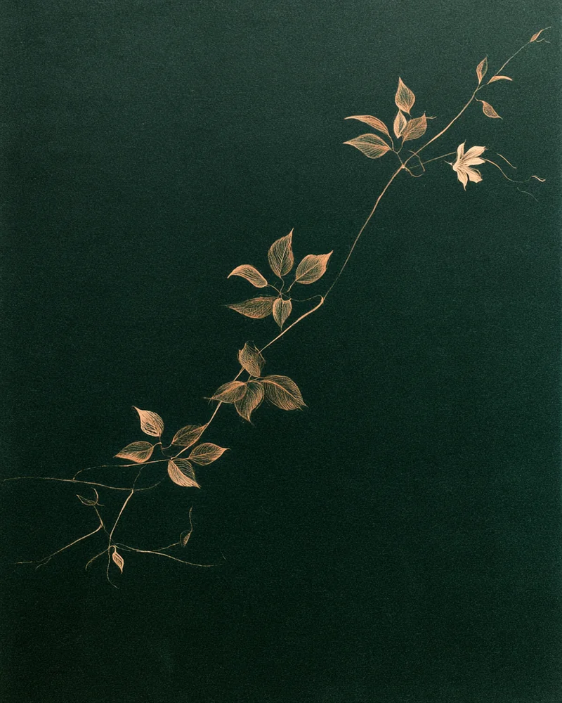 Botanical plate: trailing vine drawn in cream and terracotta on deep forest